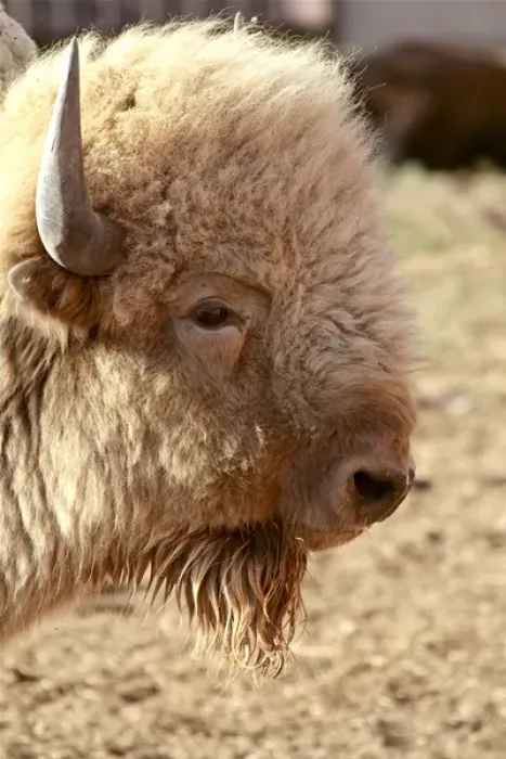 Framed Print : Santa Fe, New Mexico, United States. Rare white buffalo. Sacred to Native Americans. PR Framed Print : Santa Fe, New Mexico, United States. Rare white buffalo. Sacred to Native Americans. PR
