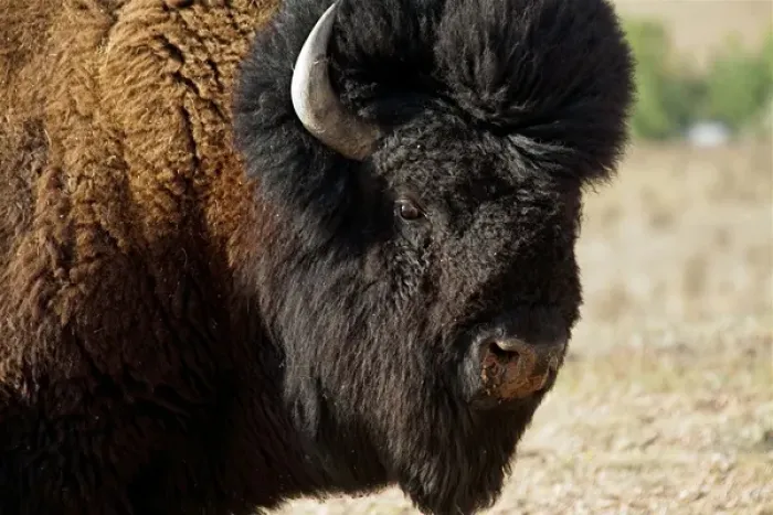 Framed Print : Santa Fe, New Mexico, United States. American buffalo. PR Framed Print : Santa Fe, New Mexico, United States. American buffalo. PR