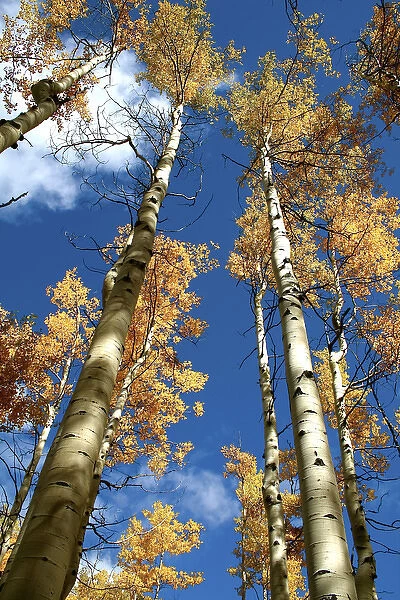 Santa Fe, New Mexico, United States. Aspen trees in the fall near the Santa Fe ski basin
