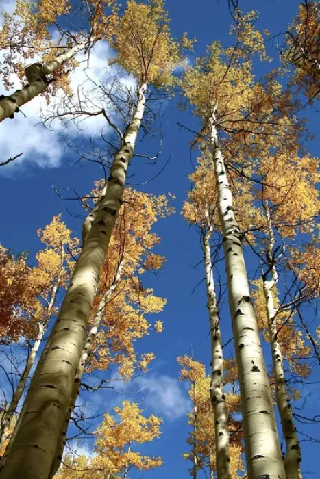 Framed Print : Santa Fe, New Mexico, United States. Aspen trees in the fall near the Santa Fe ski basin