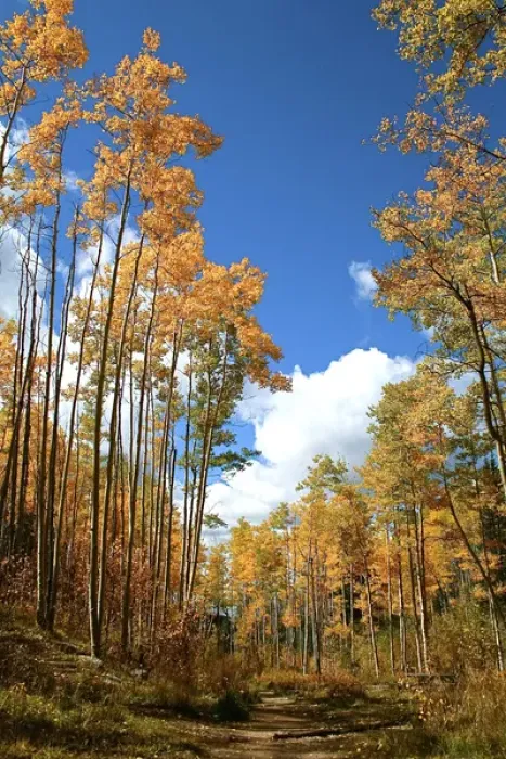 Framed Print : Santa Fe, New Mexico, United States. Aspen trees in the fall near the Santa Fe ski basin Framed Print : Santa Fe, New Mexico, United States. Aspen trees in the fall near the Santa Fe ski basin