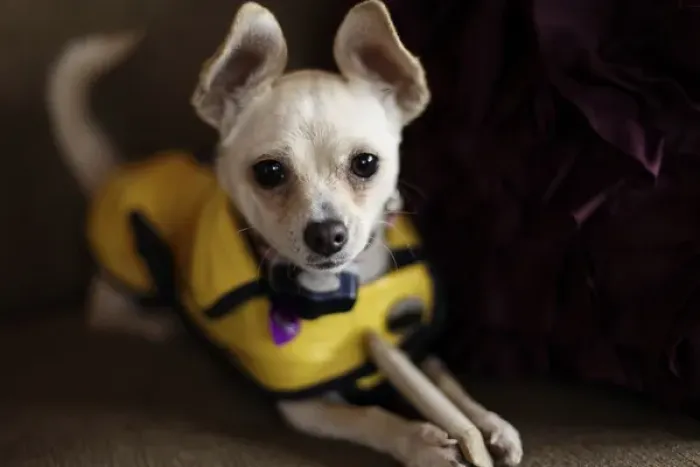 Framed Print : Santa Fe, New Mexico, United States. White Chihuahua, PR