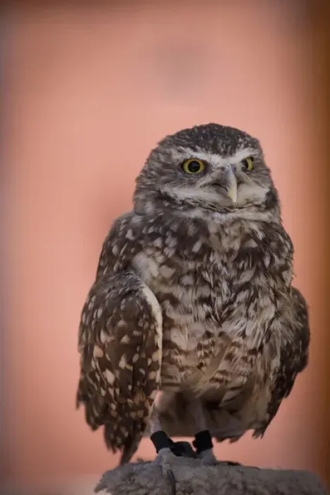 Framed Print : Santa Fe, New Mexico, United States. Burrowing owl