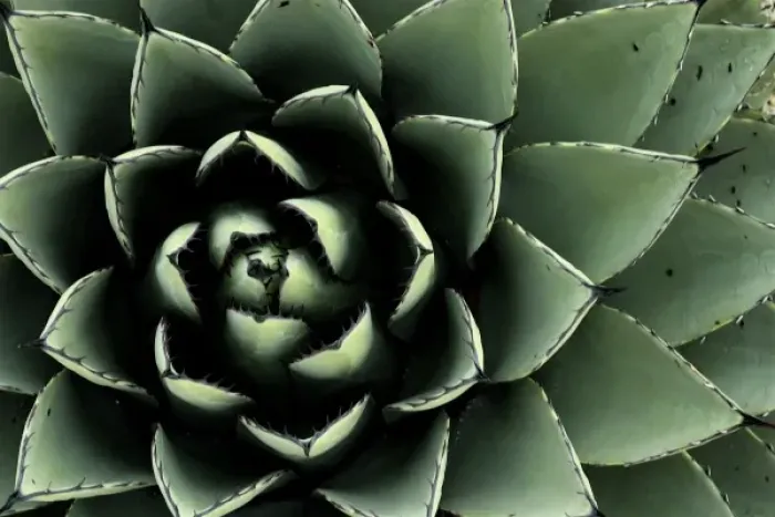 Framed Print : Santa Fe, New Mexico, USA. Agave cactus plant