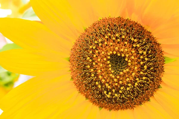 Santa Fe, New Mexico, USA. Close up of a yellow sunflower