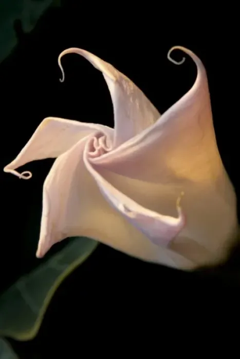 Framed Print : Santa Fe, New Mexico, USA. Datura plant closed, made famous by Georgia O Keefe paintings Framed Print : Santa Fe, New Mexico, USA. Datura plant closed, made famous by Georgia O Keefe paintings