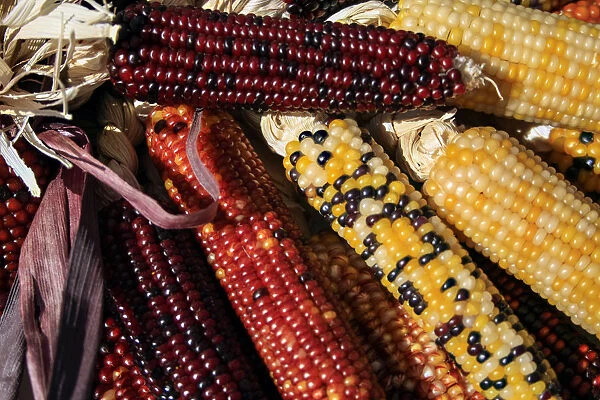 Santa Fe, New Mexico, USA. Dried Indian corn