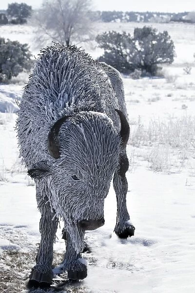 Santa Fe, New Mexico, USA. Frost on metal bison. PR