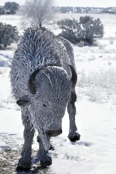 Framed Print : Santa Fe, New Mexico, USA. Frost on metal bison. PR Framed Print : Santa Fe, New Mexico, USA. Frost on metal bison. PR
