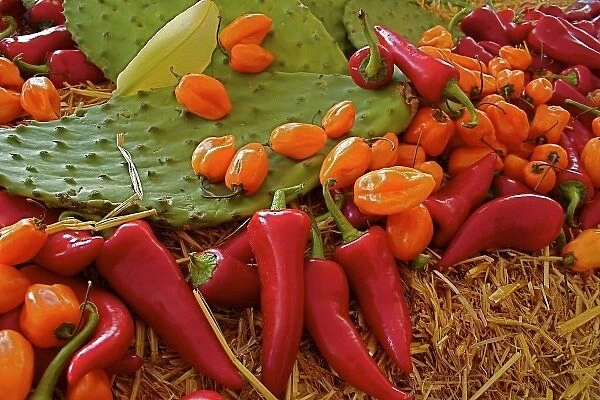 Santa Fe, New Mexico, USA. Nopales (cactus pads) habanero and red chiles display