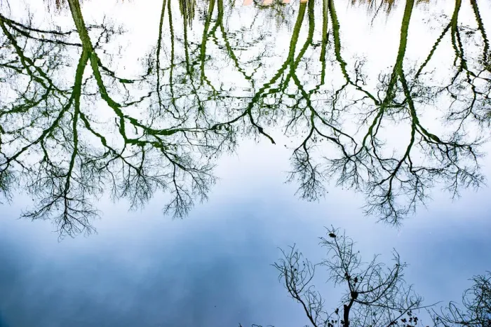 Framed Print : Santa Fe, New Mexico, USA. Old oak tree branches in water Framed Print : Santa Fe, New Mexico, USA. Old oak tree branches in water