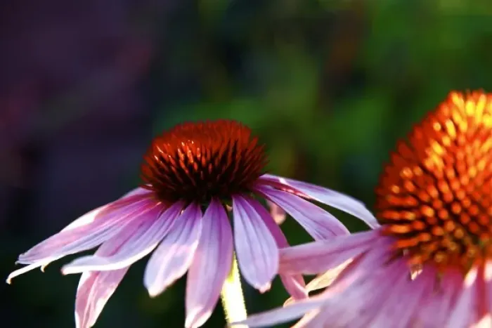 Framed Print : Santa Fe, New Mexico, USA. Purple echinecea coneflower plant Framed Print : Santa Fe, New Mexico, USA. Purple echinecea coneflower plant