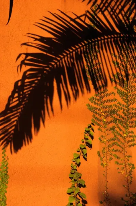Framed Print : Sao Paulo, Brazil. Shadow of a palm leaf on a terracotta wall, green leaves of climbing Framed Print : Sao Paulo, Brazil. Shadow of a palm leaf on a terracotta wall, green leaves of climbing