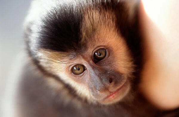 Sao Vicente, Brazil. Muriqui monkey (Brachyteles arachnoides); endangered species