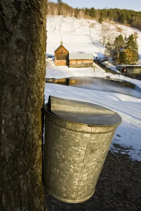 Framed Print : Sap buckets on maple trees on a farm in Pomfret, Vermont