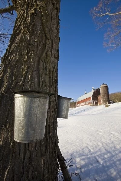 Sap buckets on maple trees on a farm in Pomfret, Vermont