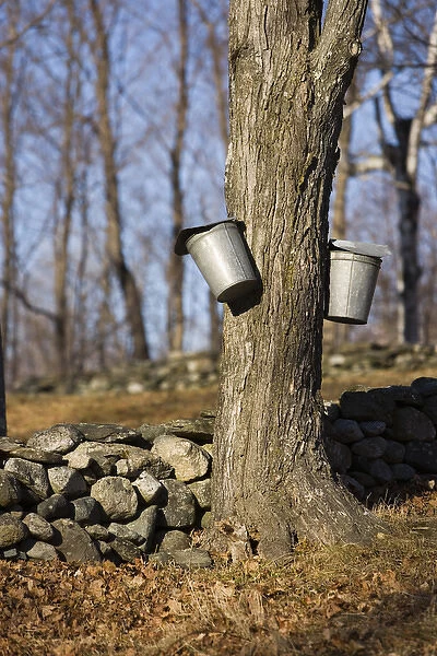 Sap buckets on sugar maple trees in Lyme, New Hampshire. Stone wall. Spring. Acorn