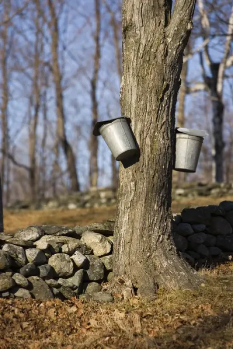Framed Print : Sap buckets on sugar maple trees in Lyme, New Hampshire. Stone wall. Spring. Acorn Framed Print : Sap buckets on sugar maple trees in Lyme, New Hampshire. Stone wall. Spring. Acorn