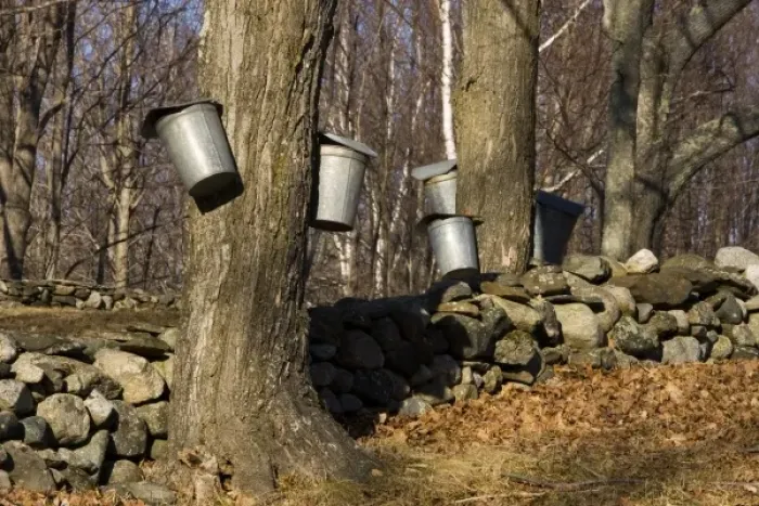Framed Print : Sap buckets on sugar maple trees in Lyme, New Hampshire. Stone wall. Spring. Acorn Hill Road Framed Print : Sap buckets on sugar maple trees in Lyme, New Hampshire. Stone wall. Spring. Acorn Hill Road