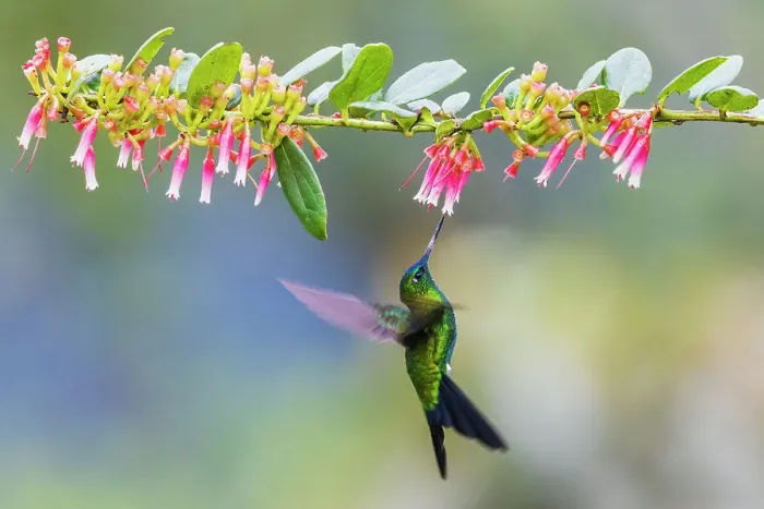 Framed Print : Sapphire-vented puffleg foraging on the wing in the cloud forest of Ecuador Framed Print : Sapphire-vented puffleg foraging on the wing in the cloud forest of Ecuador