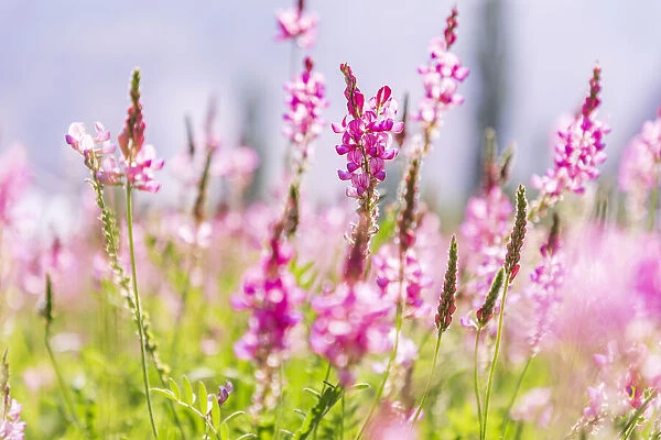 Sarytag, Sughd Province, Tajikistan. Field of pink wildflowers in sunshine