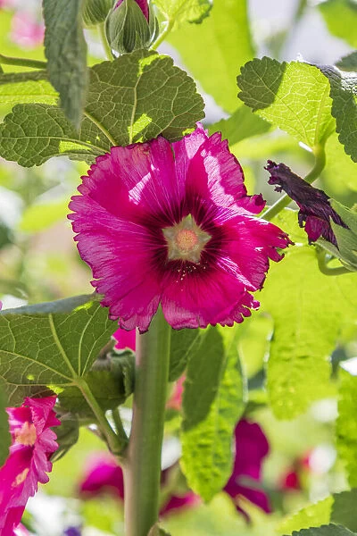 Sarytag, Sughd Province, Tajikistan. Hollyhock blossoms in the mountains of Tajikistan