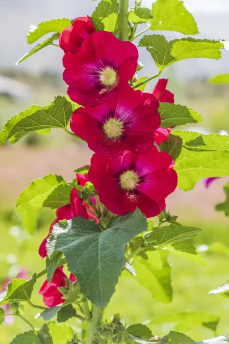 Framed Print : Sarytag, Sughd Province, Tajikistan. Hollyhock blossoms in the mountains of Tajikistan Framed Print : Sarytag, Sughd Province, Tajikistan. Hollyhock blossoms in the mountains of Tajikistan