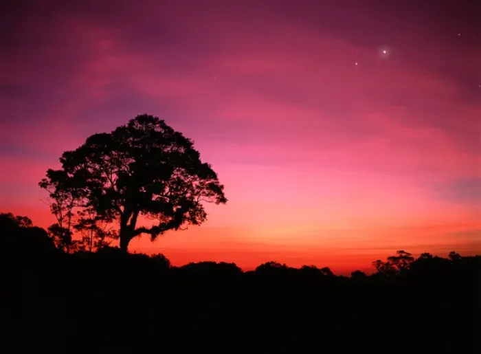 Framed Print : SASC-206 Tree and stars at dusk, Atlantic Rainforest, Sao Paulo State, Brazil. Original