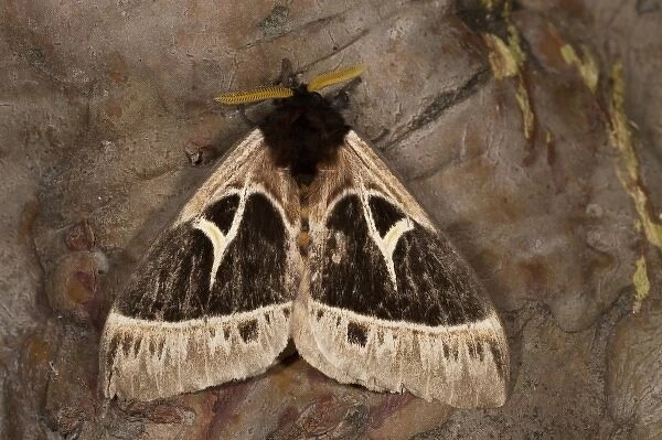 Saturnid Moth, Mindo, Cloud Forest, West slope of Andes, Ecuador