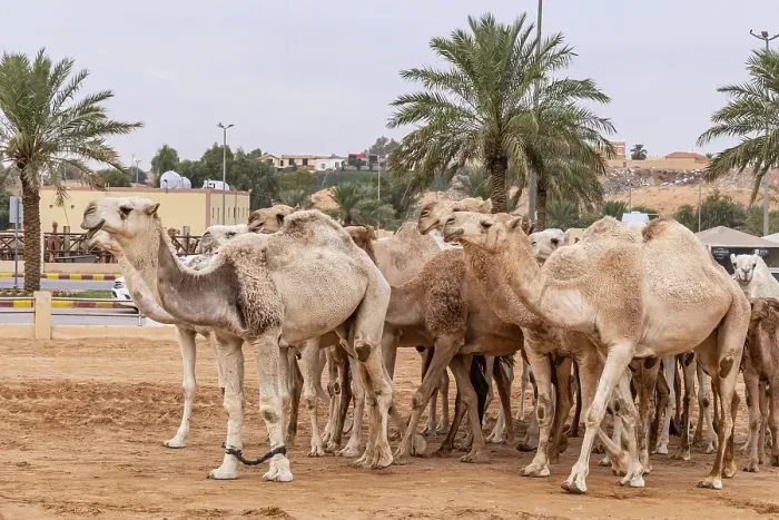 Framed Print : Saudi Arabia, Al-Qassim, Buraydah. Camels at the Al Qassim livestock market Framed Print : Saudi Arabia, Al-Qassim, Buraydah. Camels at the Al Qassim livestock market