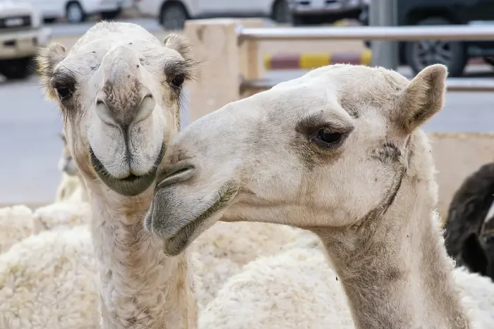 Framed Print : Saudi Arabia, Al-Qassim, Buraydah. Camels at the Al Qassim livestock market Framed Print : Saudi Arabia, Al-Qassim, Buraydah. Camels at the Al Qassim livestock market