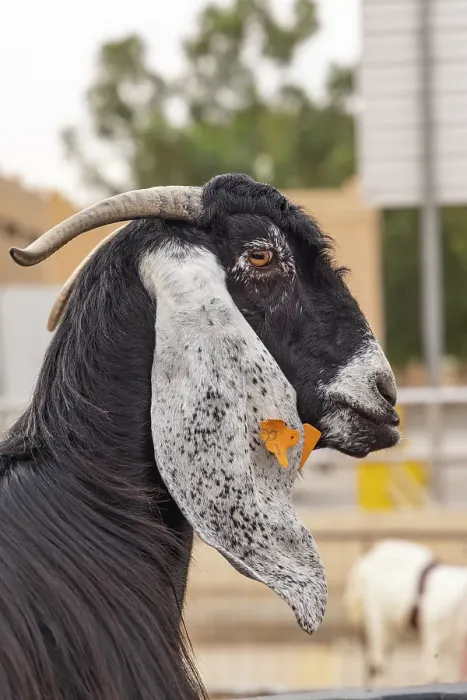 Framed Print : Saudi Arabia, Al-Qassim, Buraydah. A goat at the Al Qassim livestock market Framed Print : Saudi Arabia, Al-Qassim, Buraydah. A goat at the Al Qassim livestock market