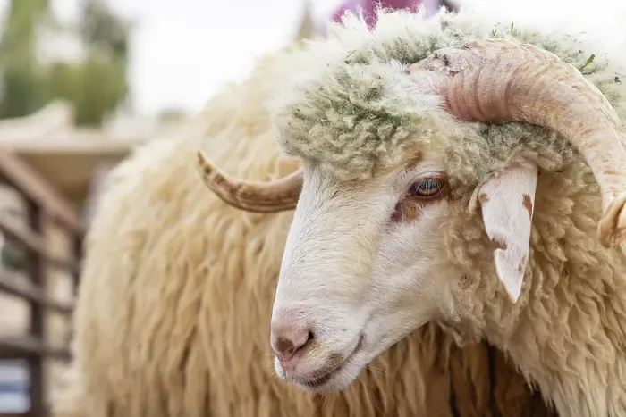 Framed Print : Saudi Arabia, Al-Qassim, Buraydah. A ram at the Al Qassim livestock market