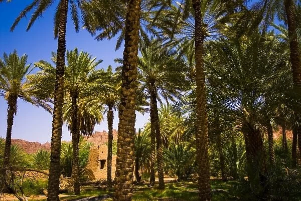 Saudi Arabia, Al-Ula date palm trees in the oasis and old houses