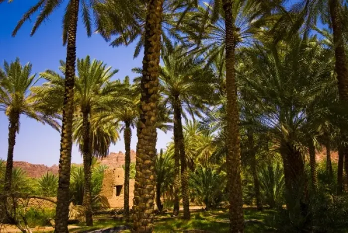 Framed Print : Saudi Arabia, Al-Ula date palm trees in the oasis and old houses Framed Print : Saudi Arabia, Al-Ula date palm trees in the oasis and old houses