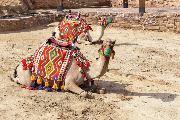 Framed Print : Saudi Arabia, Tabuk Province, Tayma. Camels in colorful blankets at a desert oasis Framed Print : Saudi Arabia, Tabuk Province, Tayma. Camels in colorful blankets at a desert oasis