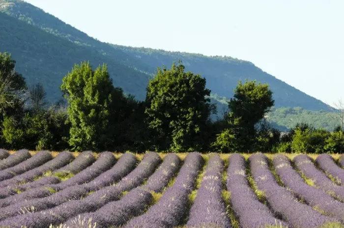 Framed Print : Sault, Provence, France Framed Print : Sault, Provence, France