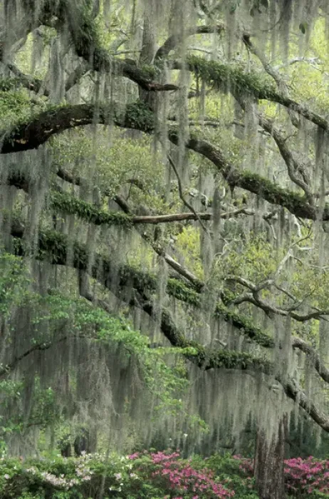 Framed Print : Savannah, Georgia Live Oak tree