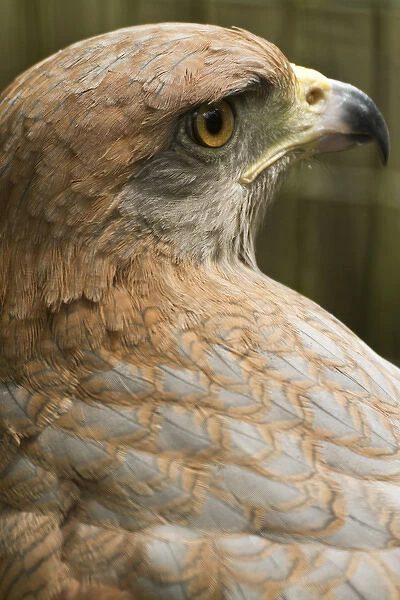 Savannah hawk, Buteogallus meridionalis, (captive), Anton el Valle, Panama