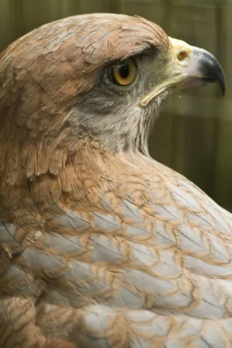 Framed Print : Savannah hawk, Buteogallus meridionalis, (captive), Anton el Valle, Panama
