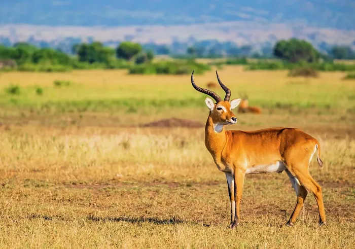 Framed Print : savannah, Uganda, Africa, Portrait of male impala on the savannah in the early morning light Framed Print : savannah, Uganda, Africa, Portrait of male impala on the savannah in the early morning light