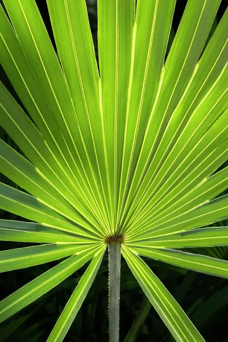 Framed Print : Detail of saw palmetto foliage Framed Print : Detail of saw palmetto foliage