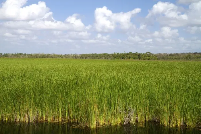 Framed Print : Sawgrass in the Florida everglades Framed Print : Sawgrass in the Florida everglades