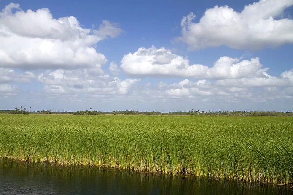 Sawgrass in the Florida everglades