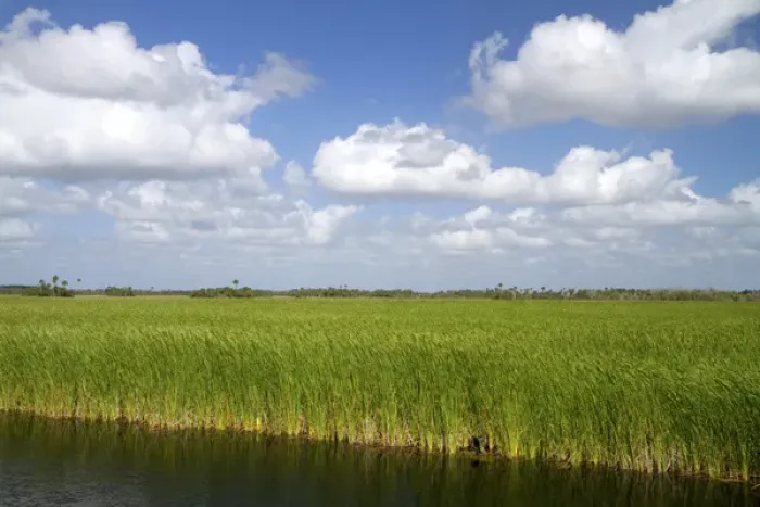 Framed Print : Sawgrass in the Florida everglades Framed Print : Sawgrass in the Florida everglades