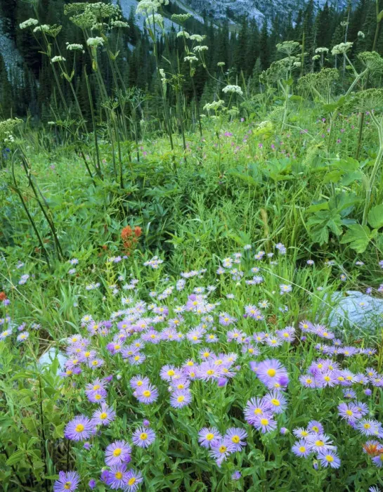 Framed Print : Sawtooth Wilderness, Idaho. USA. Asters & other wildflowers near headwaters of Middle