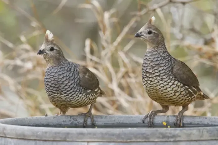 Framed Print : Scaled Quail (Callipepla squamata) pair perched on water pan
