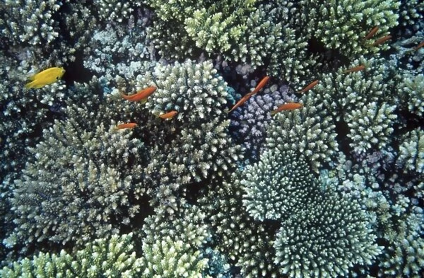 Scalefin Anthias, Anthias squamipinnis, swimming over coral of genus Acropora, Red Sea
