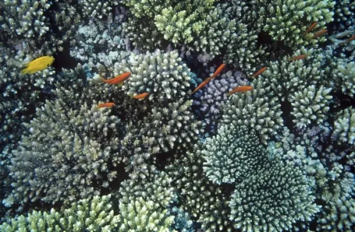 Framed Print : Scalefin Anthias, Anthias squamipinnis, swimming over coral of genus Acropora, Red Sea Framed Print : Scalefin Anthias, Anthias squamipinnis, swimming over coral of genus Acropora, Red Sea
