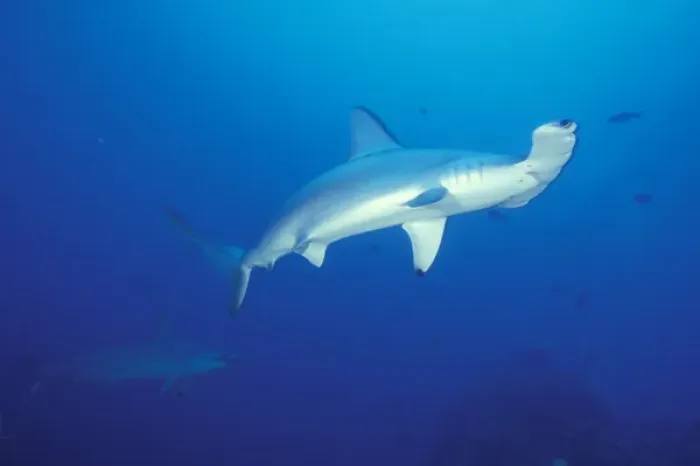 Framed Print : Scalloped hammerhead sharks (Sphyrna lewini)